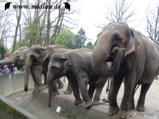 Tierpark; Elefanten, die man füttern durfte